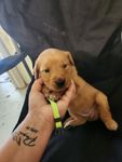 Golden 1, a female Golden Retriever for sale in Brooksville, FL – 2 of 10