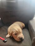 Golden 1, a female Golden Retriever for sale in Brooksville, FL – 4 of 10