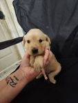 Golden 1, a female Golden Retriever for sale in Brooksville, FL – 5 of 10