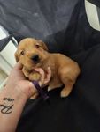 Golden 1, a female Golden Retriever for sale in Brooksville, FL – 9 of 10