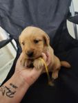 Golden 1, a female Golden Retriever for sale in Brooksville, FL – 6 of 10