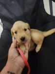 Golden 1, a female Golden Retriever for sale in Brooksville, FL – 10 of 10