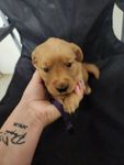 Golden 1, a female Golden Retriever for sale in Brooksville, FL – 8 of 10