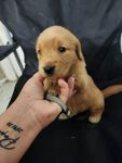 Golden 1, a female Golden Retriever for sale in Brooksville, FL – 3 of 10