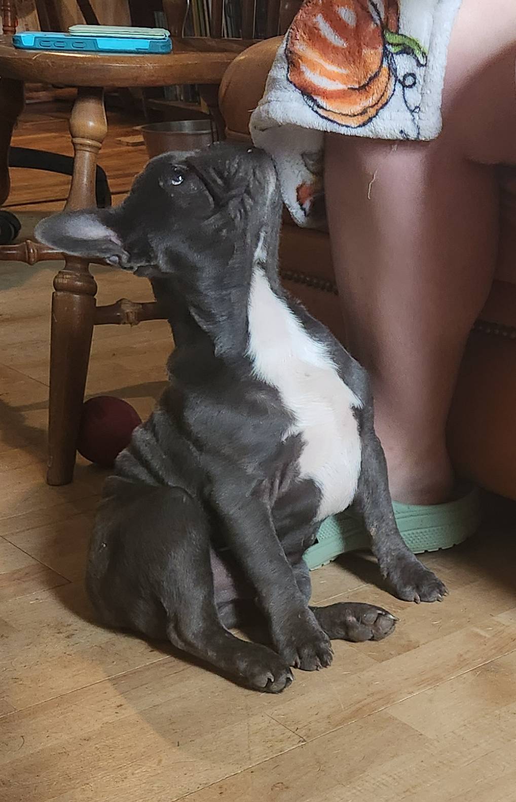 HOLD Sherlock, a male Frenchton for sale in Birch Run, MI – Photo 9 of 9