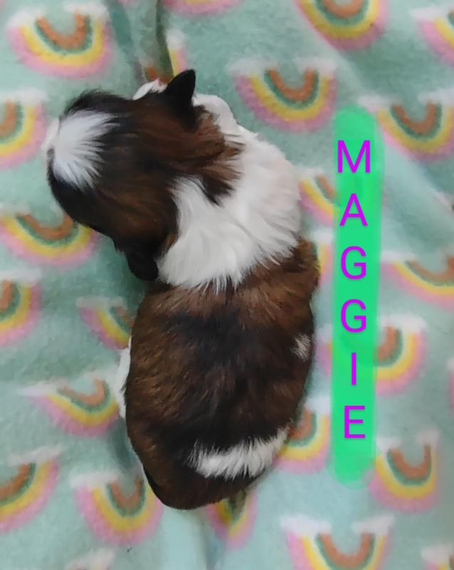 Maggie