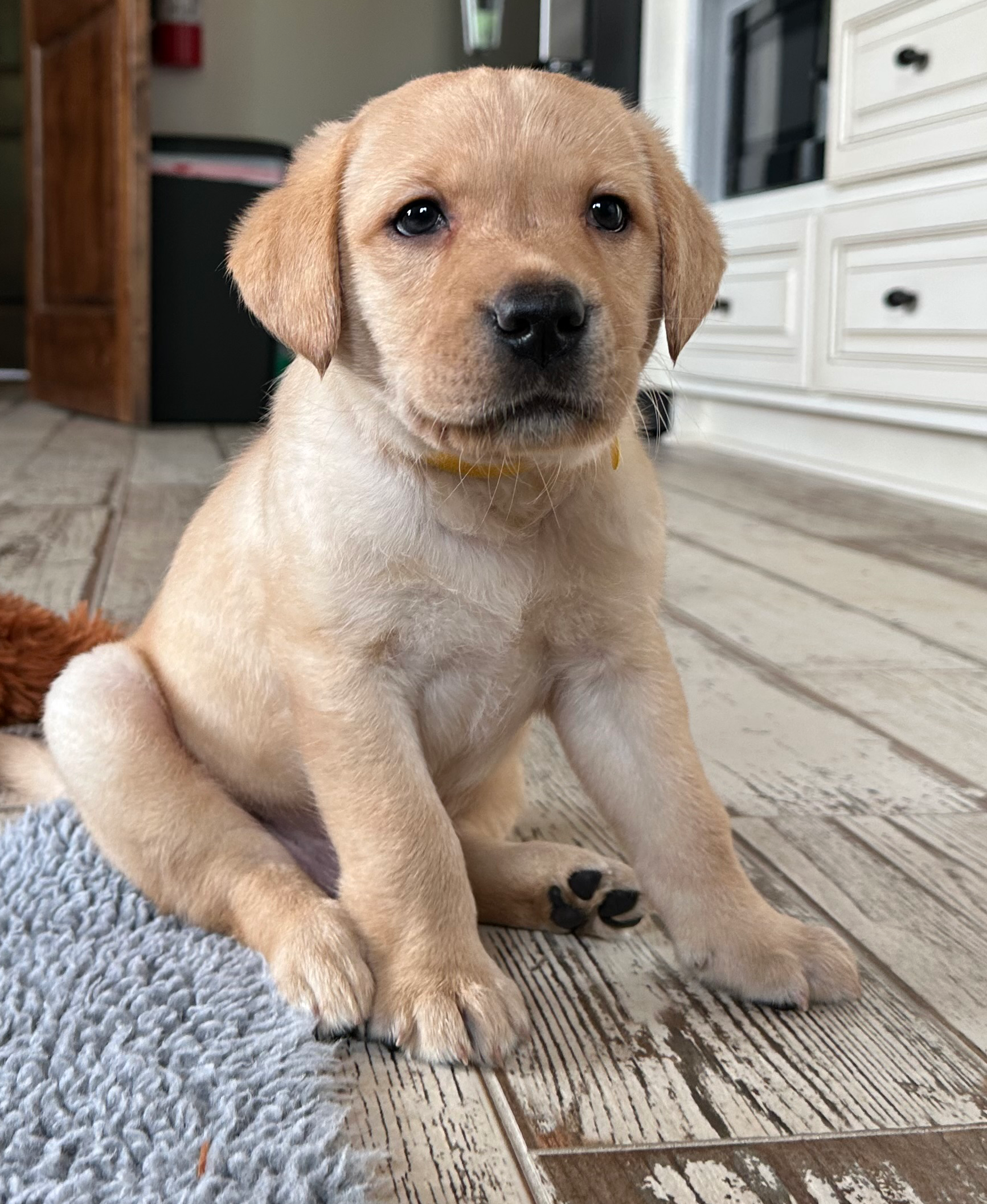 Rex, a male Labrador Retriever for sale in Albany, GA – Photo 6 of 10