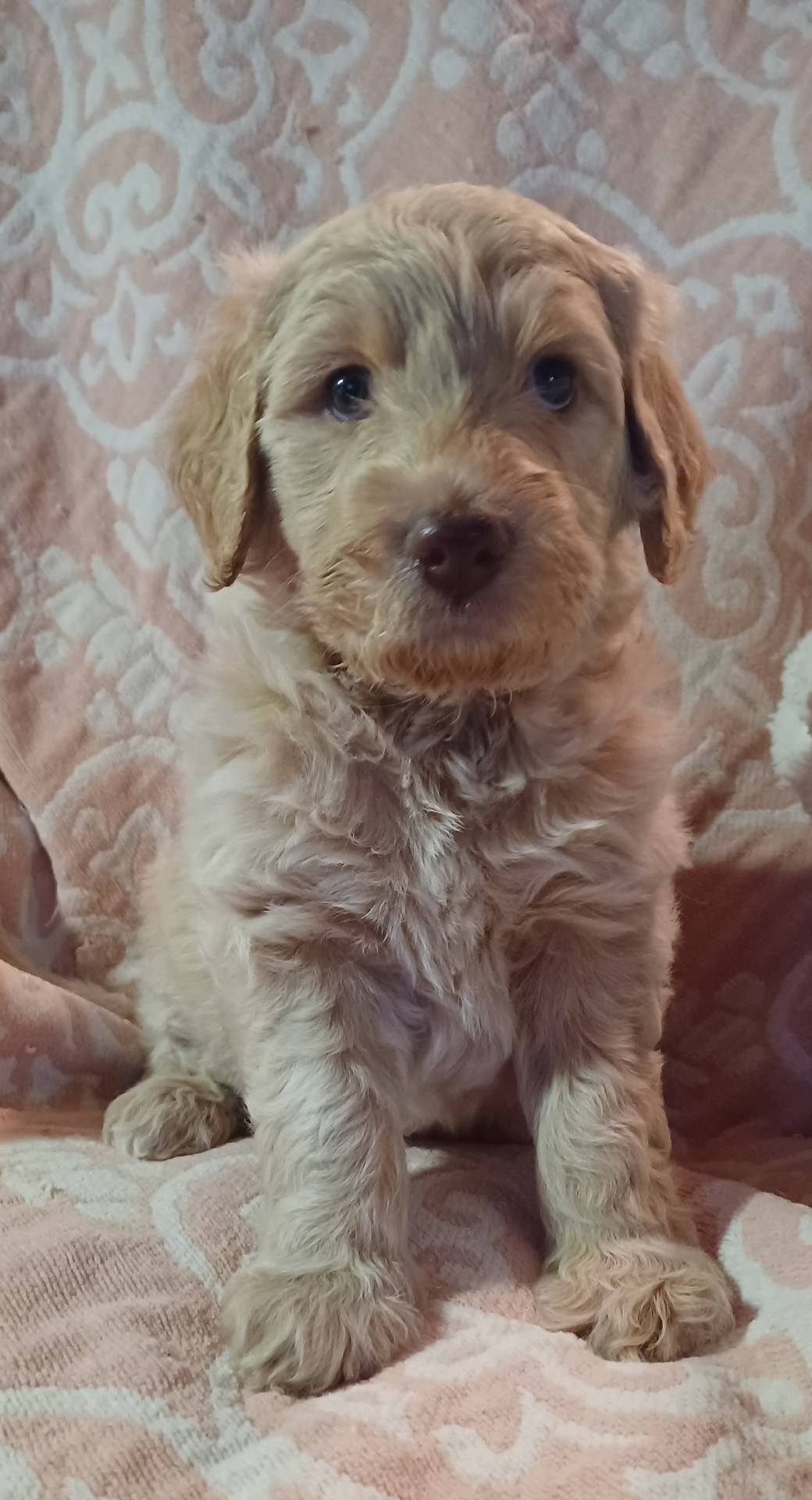 Pearl, a female Goldendoodle and Poodle - Standard  for sale in Crossville, TN – Photo 2 of 6
