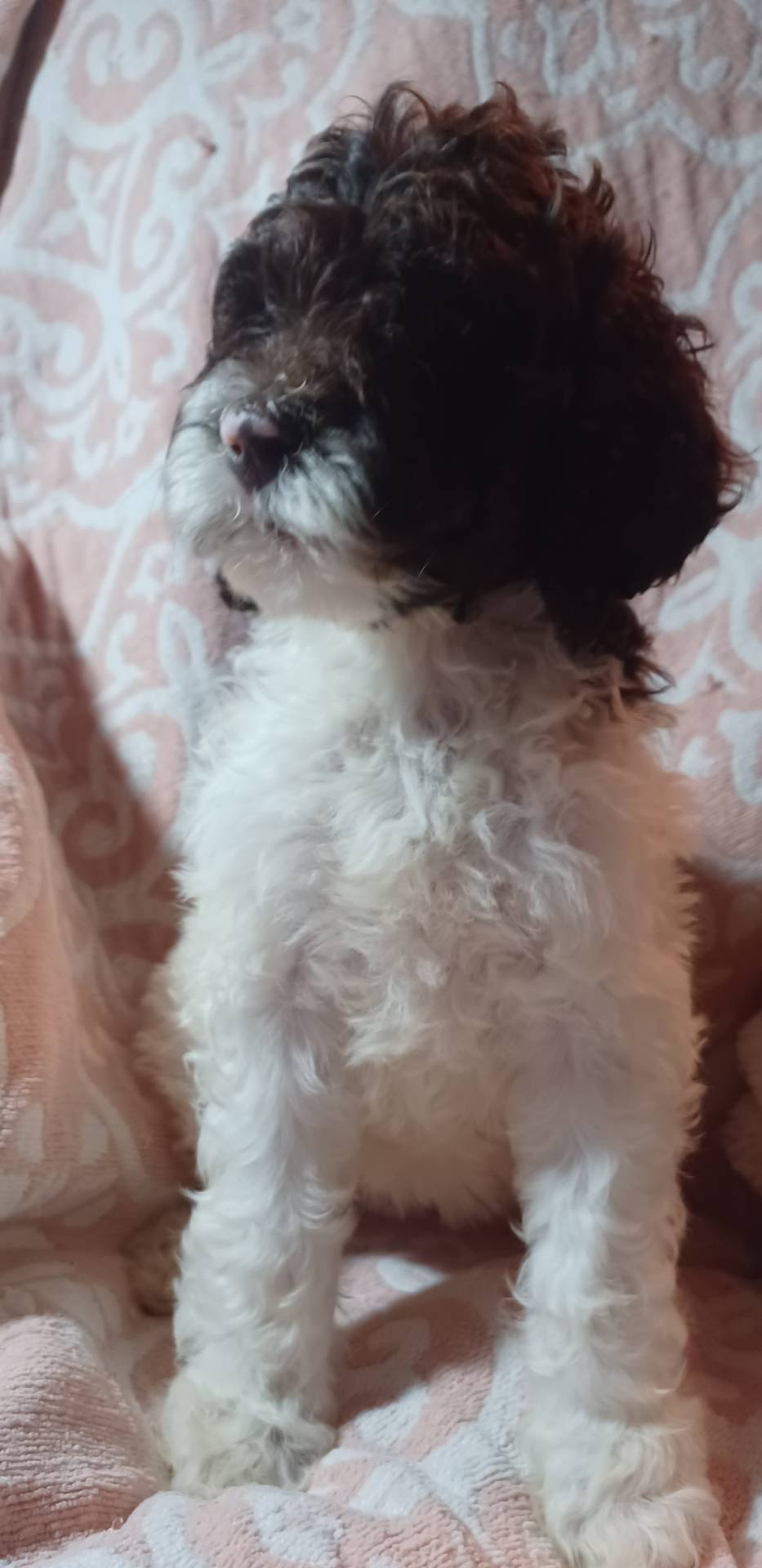 Milly, a female Goldendoodle and Poodle - Standard  for sale in Crossville, TN – Photo 2 of 6