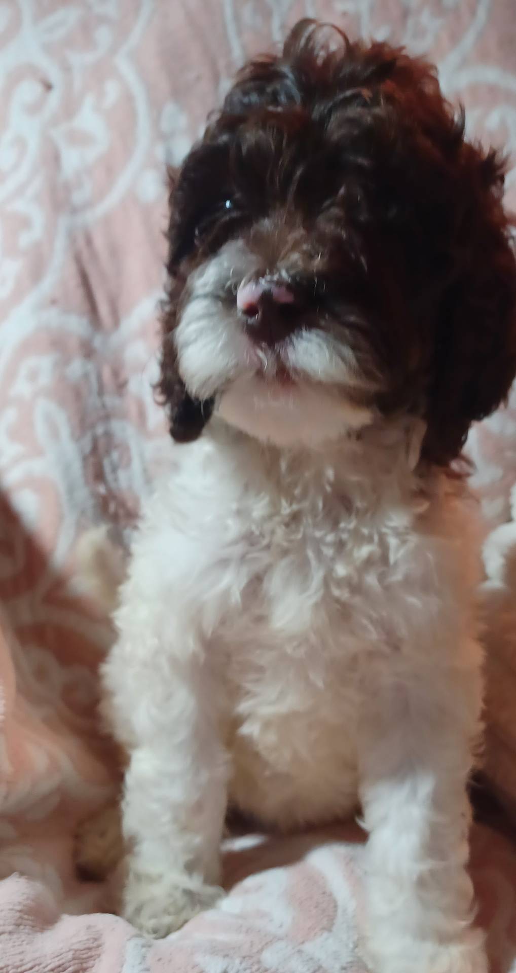 Milly, a female Goldendoodle and Poodle - Standard  for sale in Crossville, TN – Photo 3 of 6