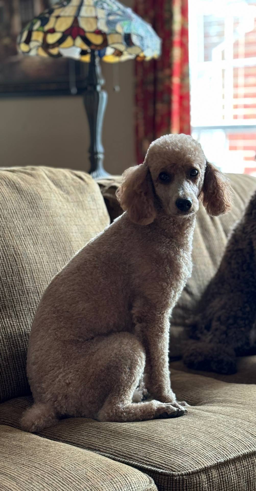 AKC Coal Boy Free Delivery, a male Poodle - Miniature  for sale in Eastman, GA – Photo 8 of 9