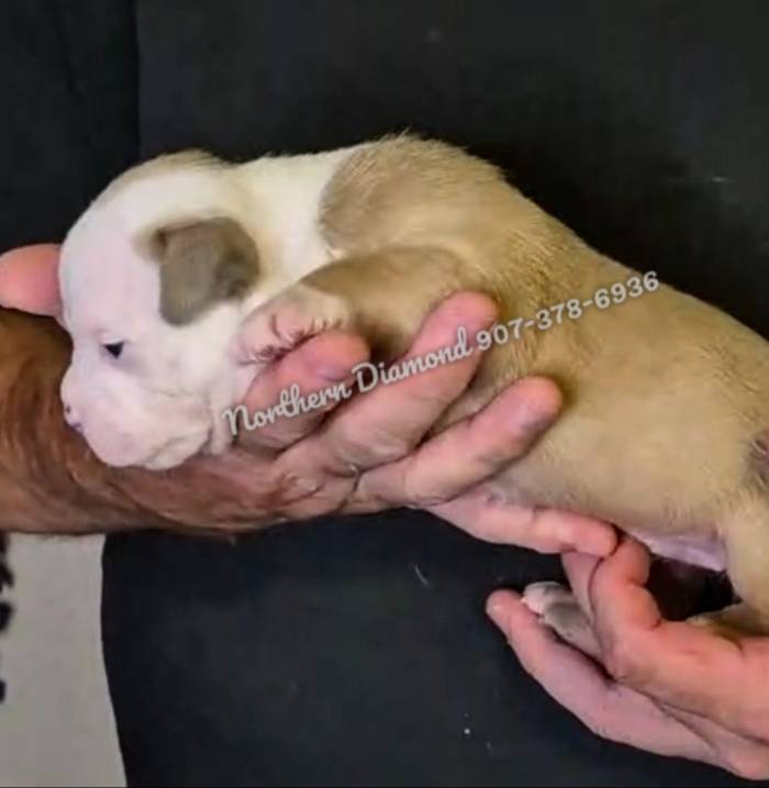 One Patch, a female American Bully for sale in Phoenix, AZ – Photo 2 of 2