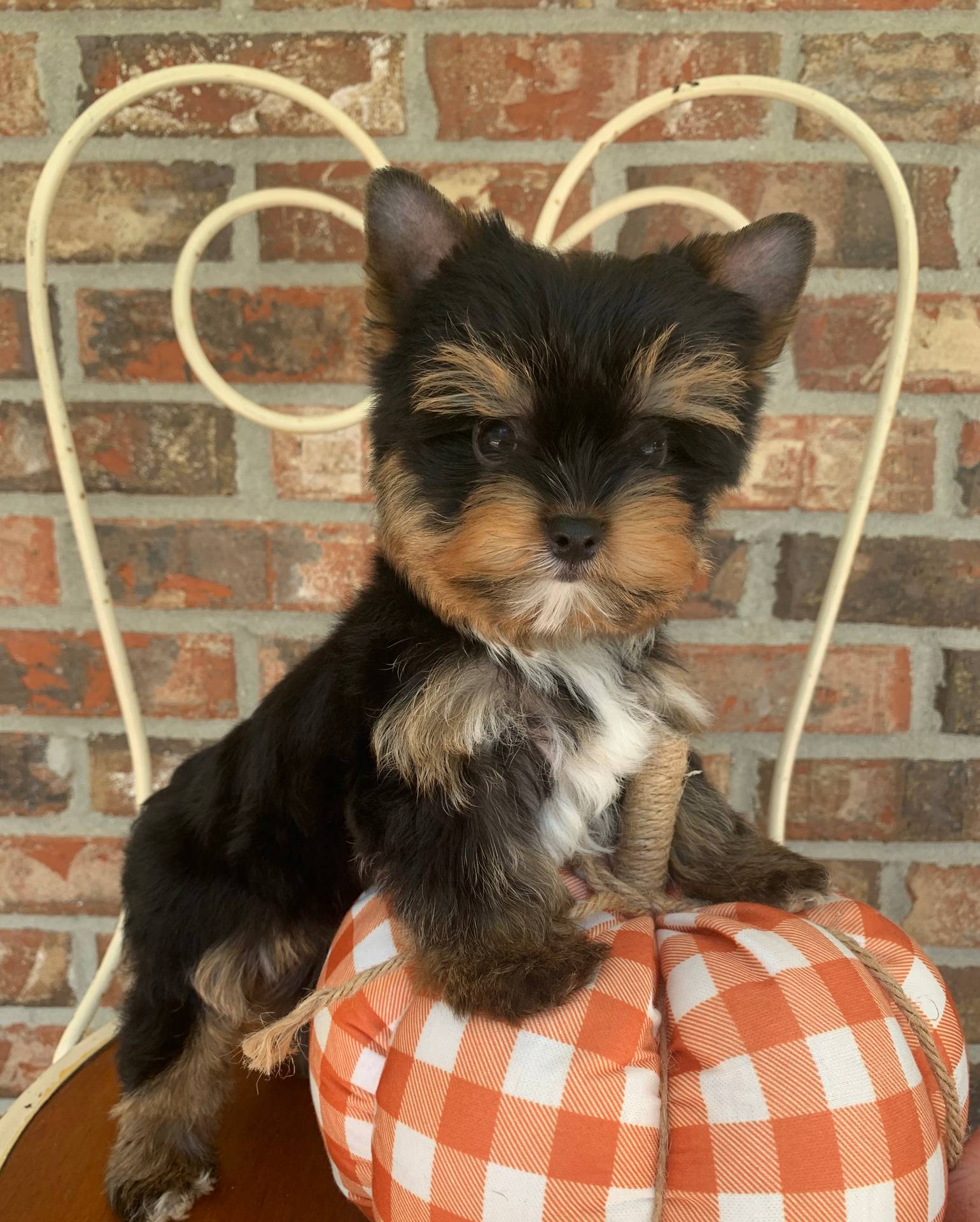 Pumpkin, a male Yorkshire Terrier for sale in Rainsville, AL – Photo 2 of 10