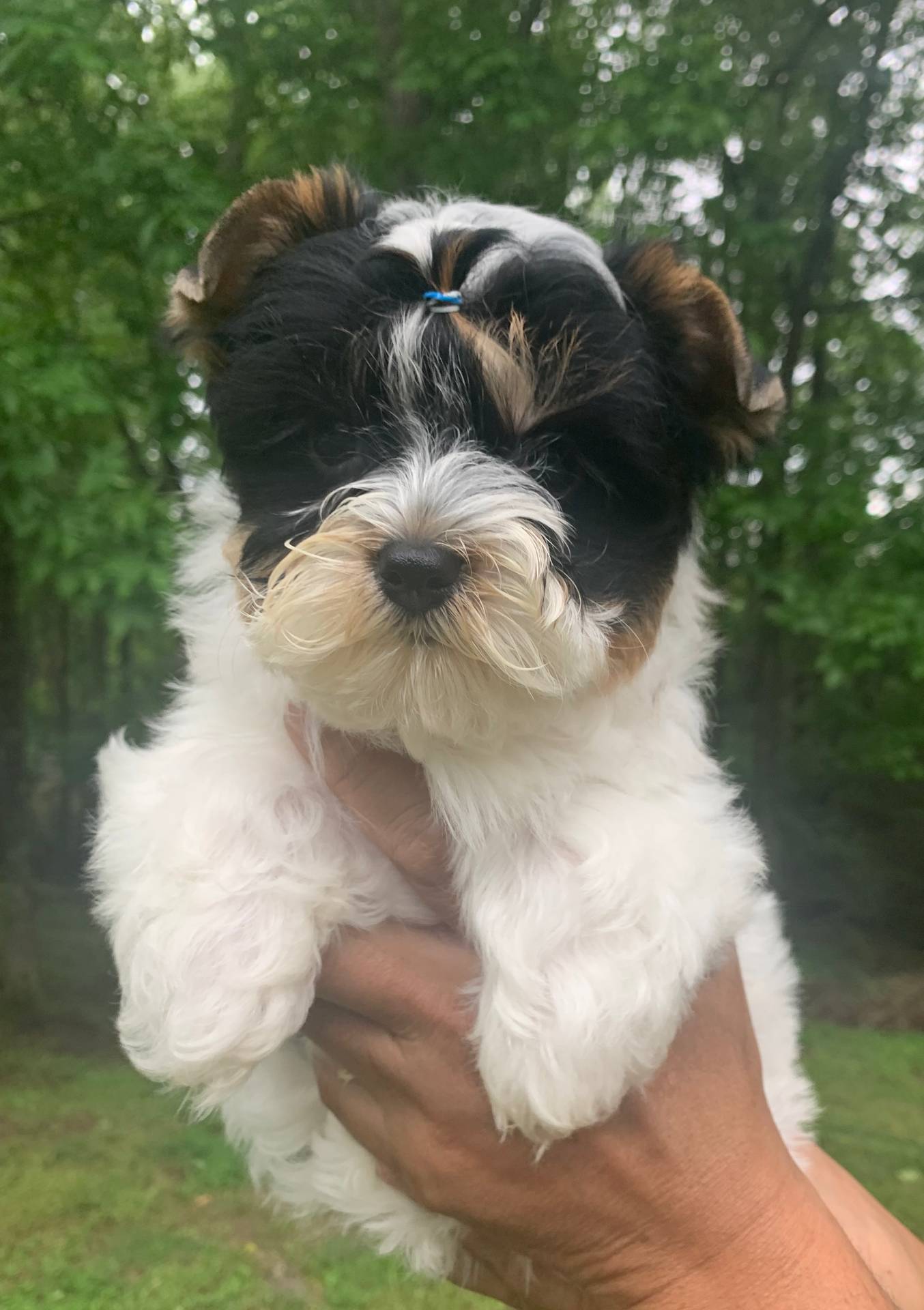 Chase, a male Yorkshire Terrier for sale in Rainsville, AL – Photo 5 of 10