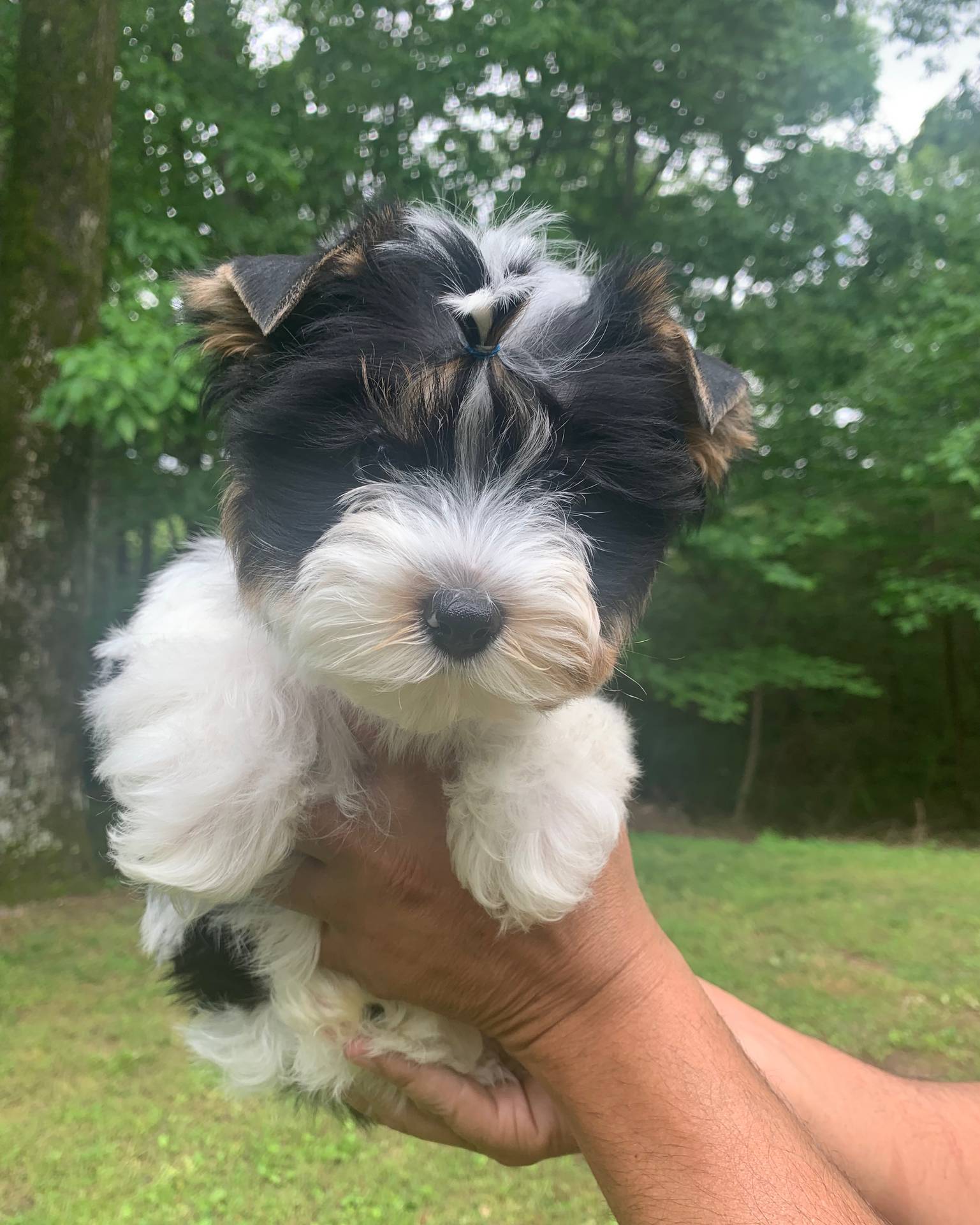 Silas, a male Yorkshire Terrier for sale in Rainsville, AL – Photo 5 of 7