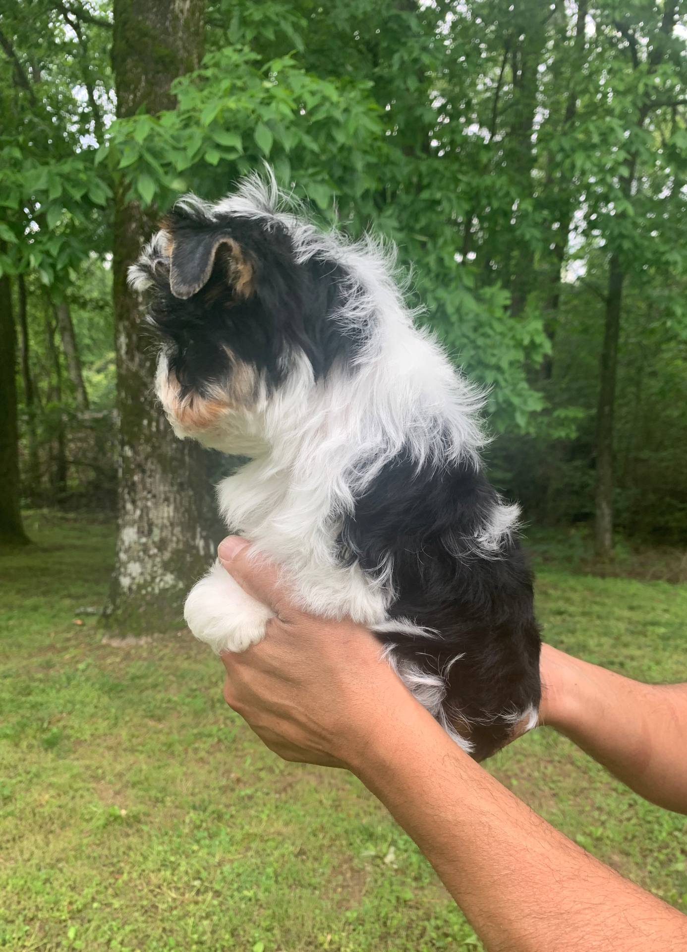 Silas, a male Yorkshire Terrier for sale in Rainsville, AL – Photo 6 of 7