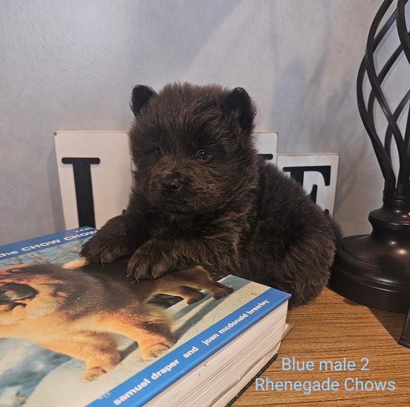 Blue Rough Male 2 Sansa