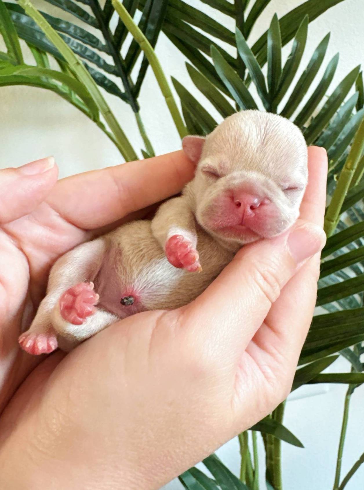 Kiwi AKC, a female French Bulldog for sale in Menifee, CA – Photo 2 of 3