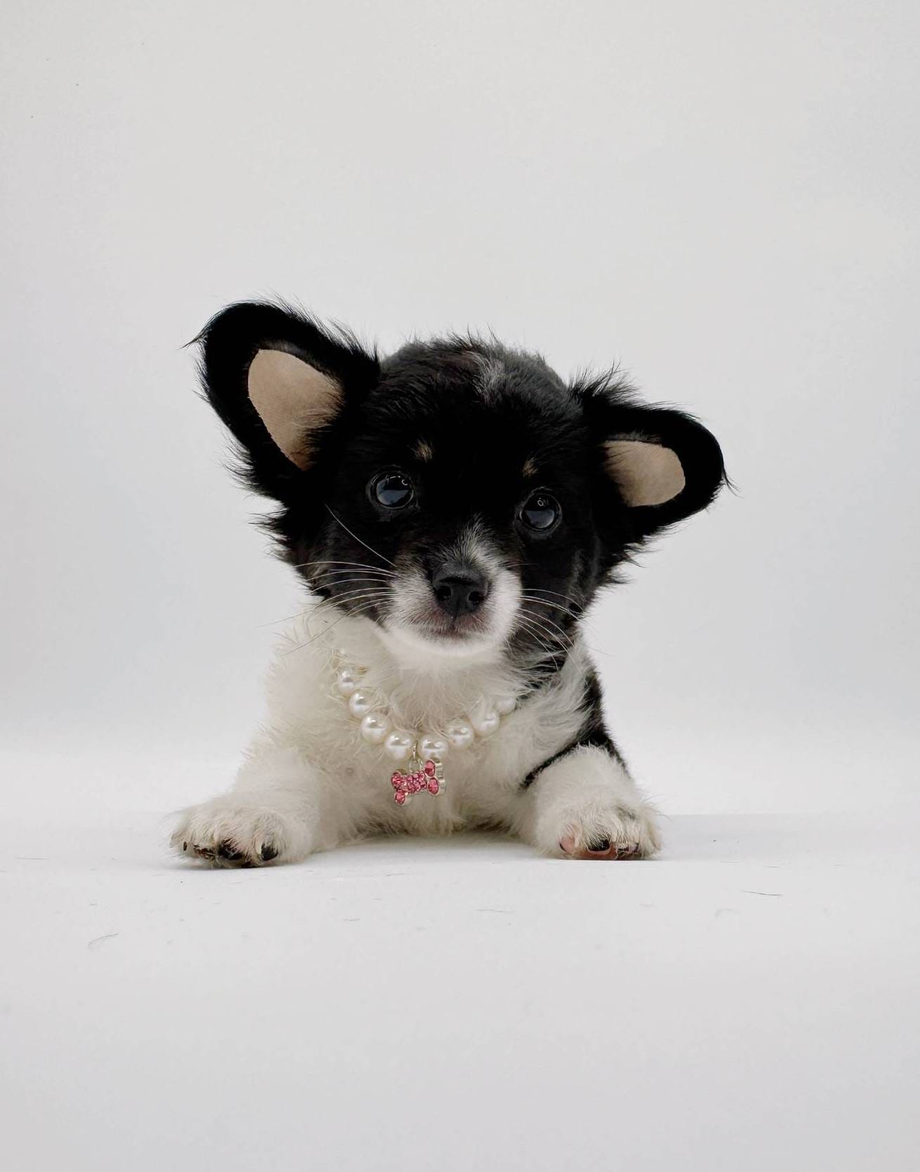 Luna Longhair (last baby)