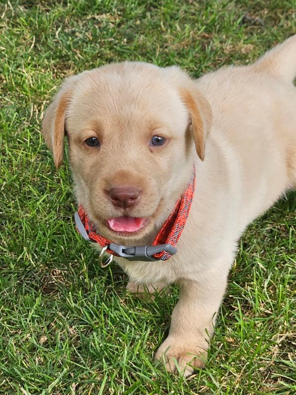 Rustic Collar Yellow Male