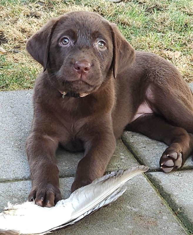 Lt Pink Collar Choc Female