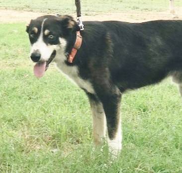 AUDREY - ON SALE!, a male Border Collie for sale in Atoka, OK – Photo 2 of 5