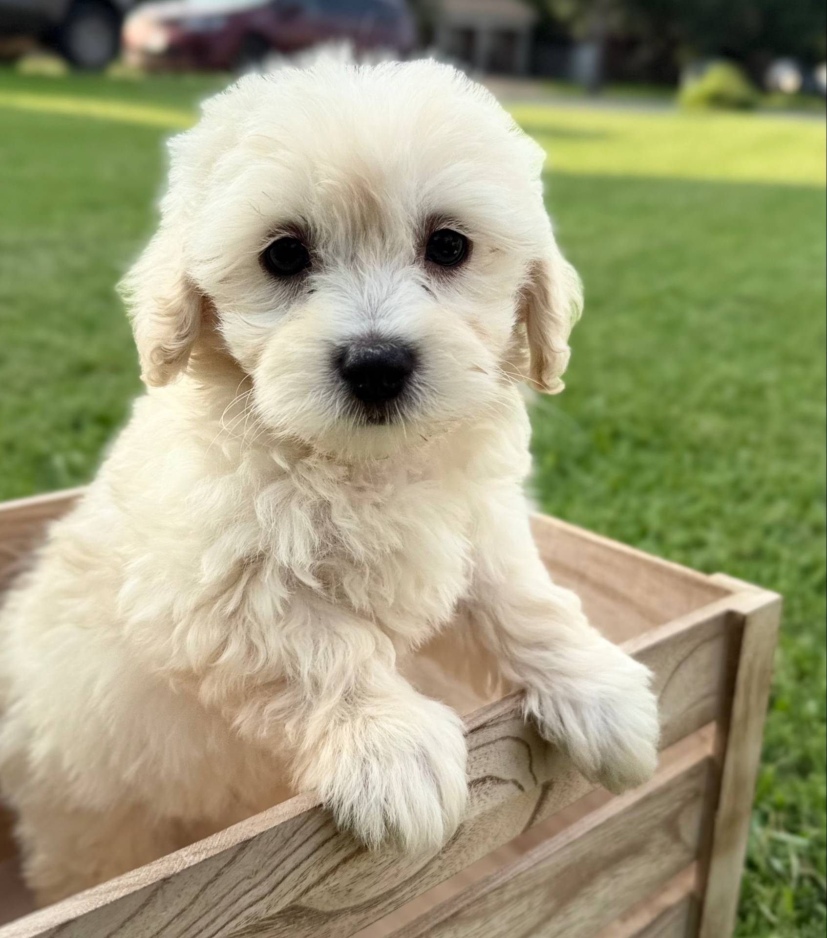 Milo, a male Maltipoo for sale in Bryan, TX – Photo 7 of 10
