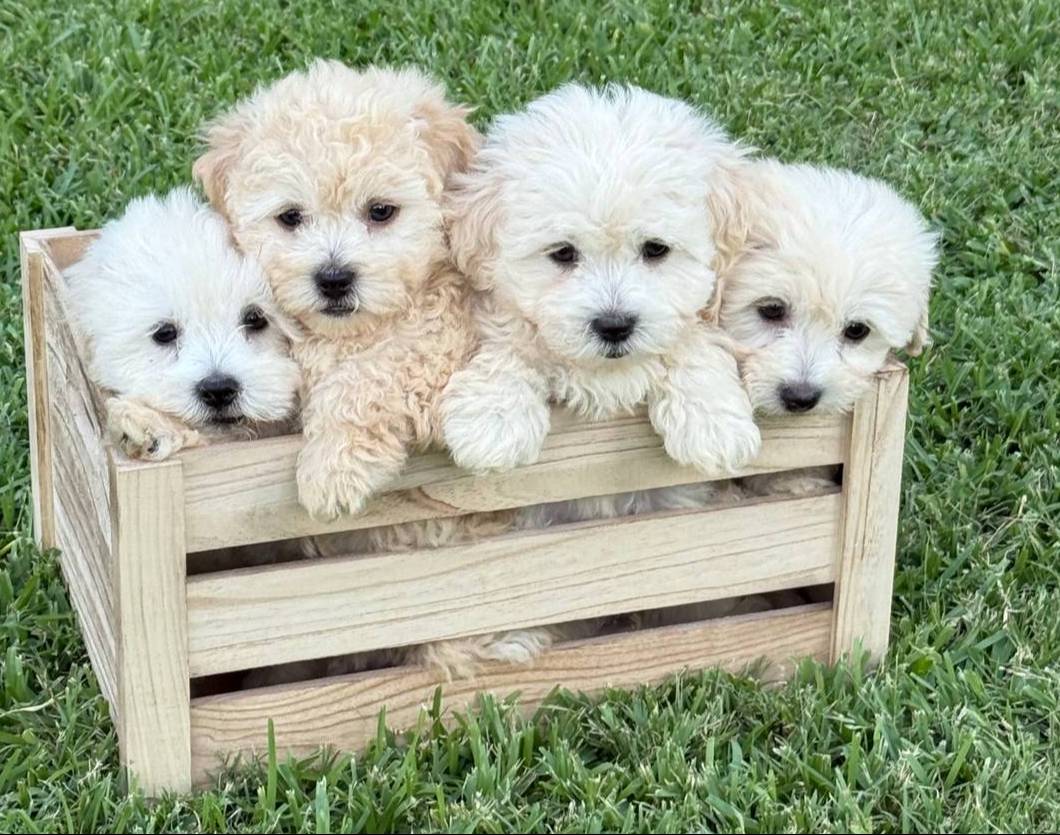 Milo, a male Maltipoo for sale in Bryan, TX – Photo 10 of 10
