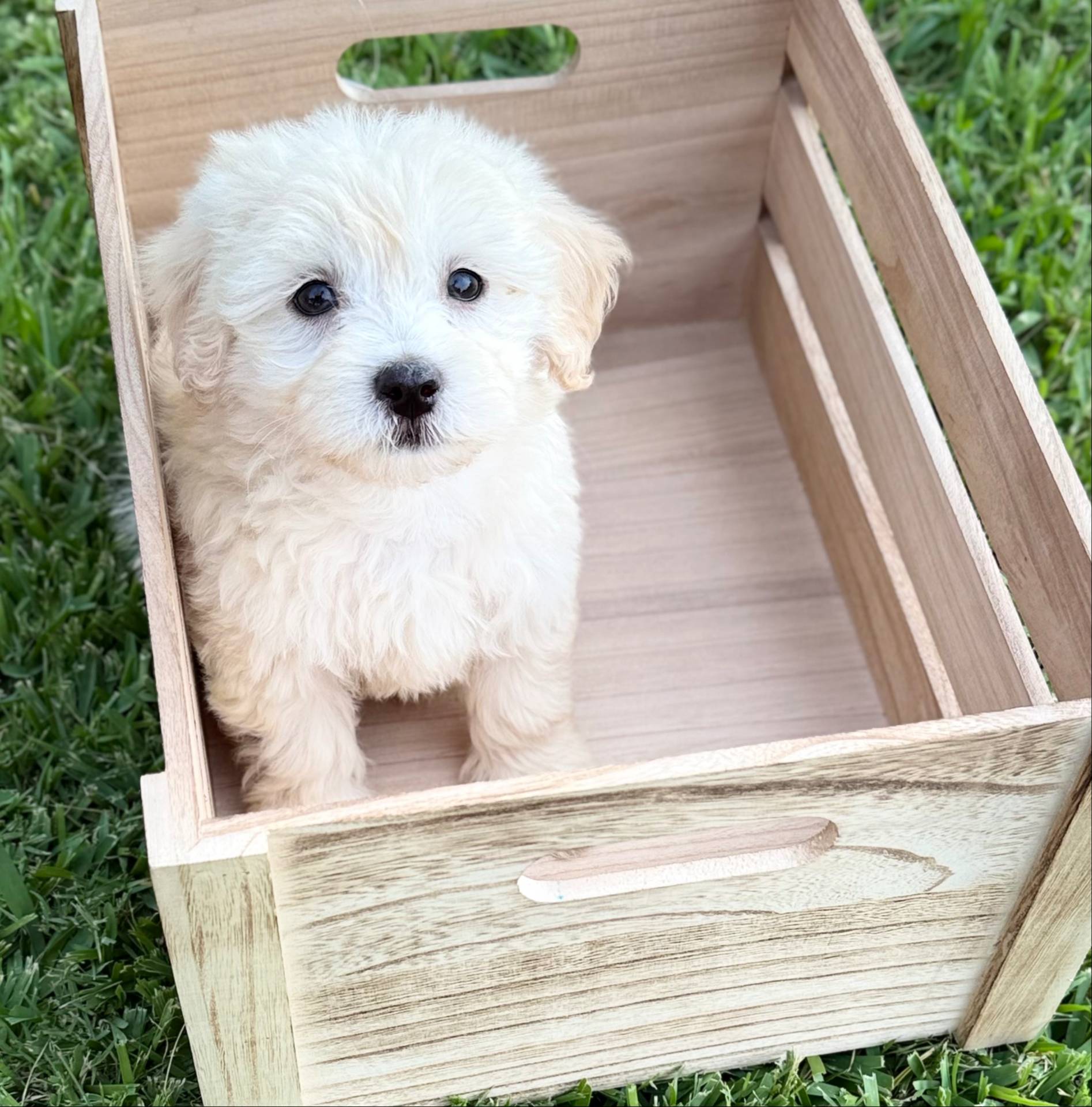 Milo, a male Maltipoo for sale in Bryan, TX – Photo 2 of 10