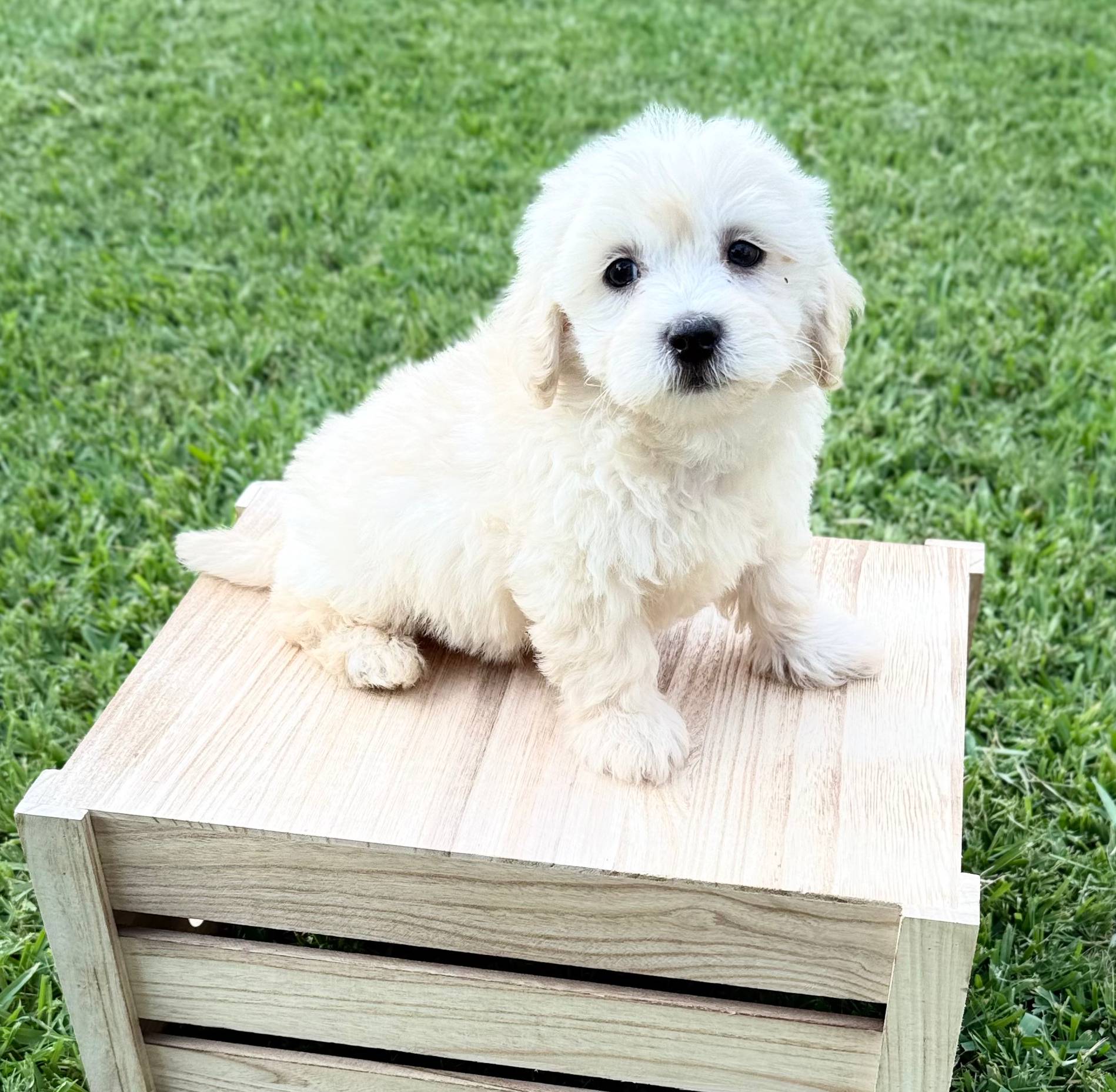 Milo, a male Maltipoo for sale in Bryan, TX – Photo 8 of 10