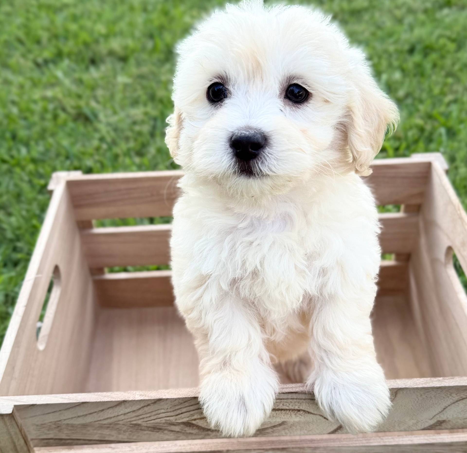 Milo, a male Maltipoo for sale in Bryan, TX – Photo 9 of 10