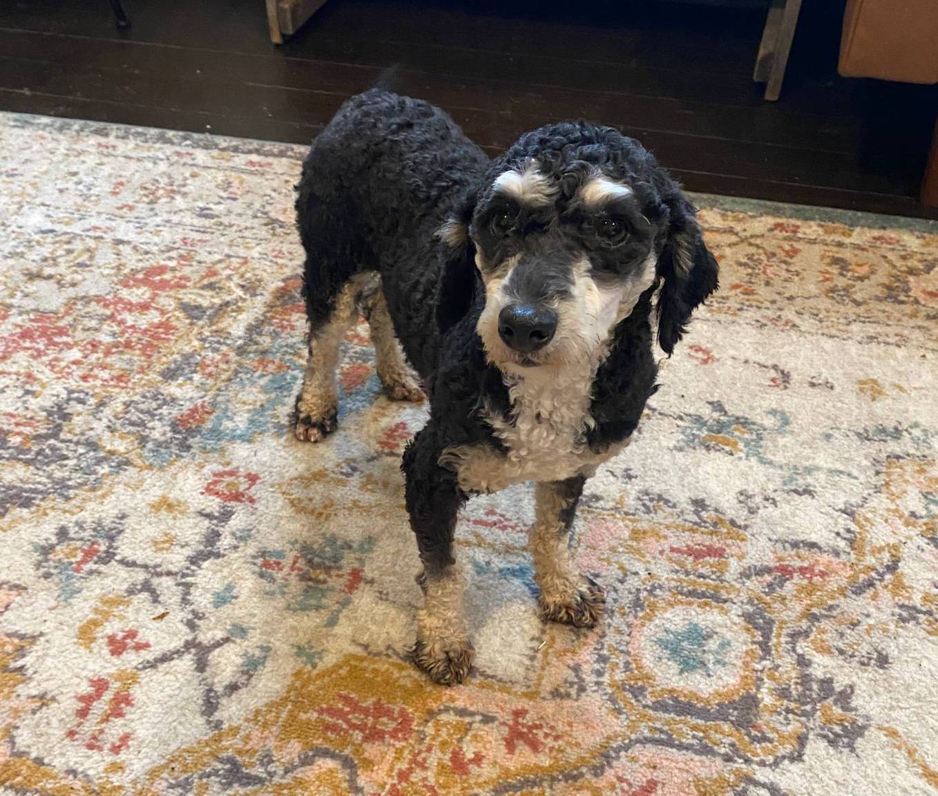 Troy, a male Poodle - Miniature  for sale in New Haven, IN – Photo 2 of 3