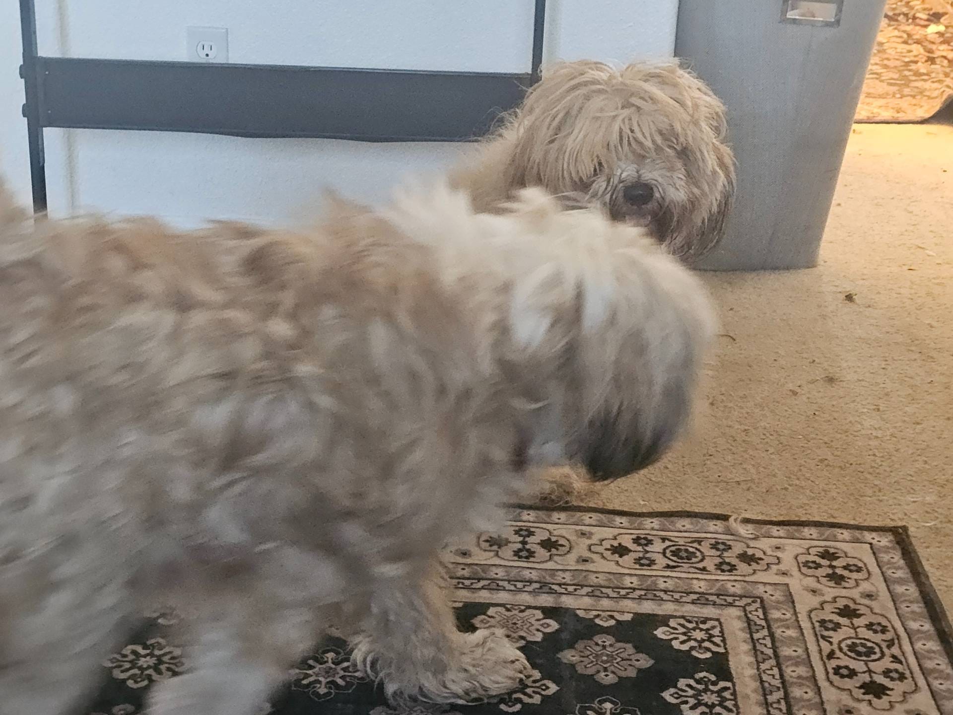 ebd3b6c0-8ff8-4753-a630-f4341ad59382/listing/0a4ec0ae-0eaa-49ba-82c6-78678158c210/a3a95e98-402d-46cc-b4e5-0116c5bf5b19