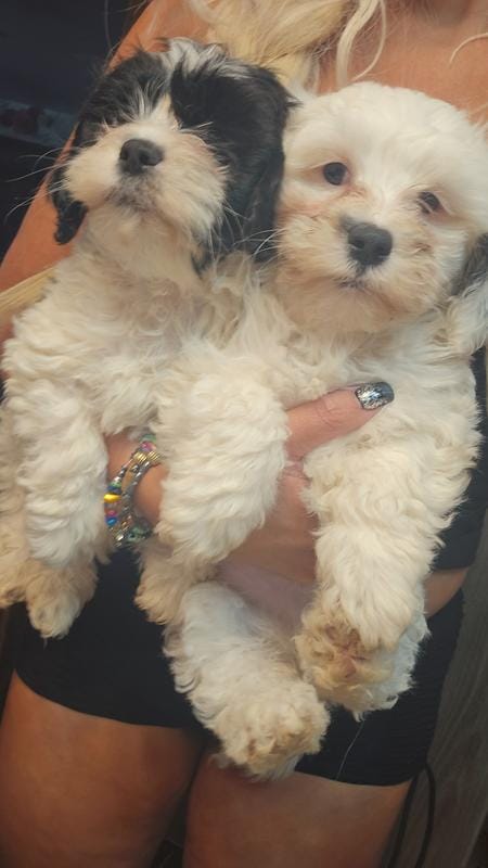 Miniature poodle boys