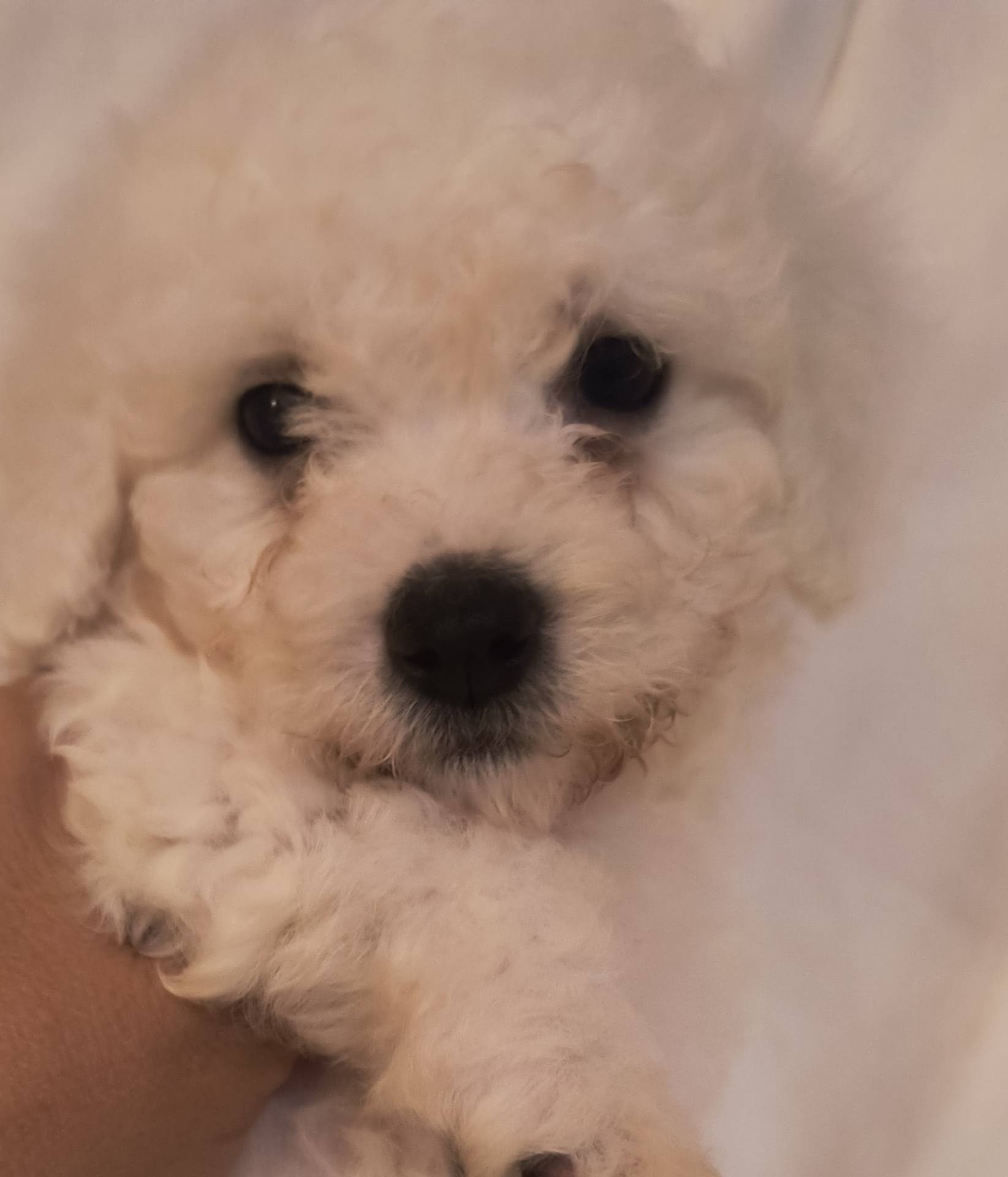 Barkley (sold), a male Bichon Frise for sale in Moody, TX – Photo 2 of 10