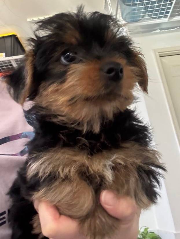 Female-standard, a female Yorkshire Terrier for sale in Maplewood, MN – Photo 2 of 2