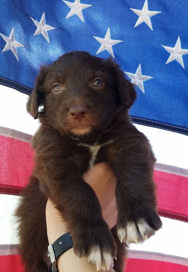 Trigger, a male Bordoodle for sale in Provo, UT – Photo 6 of 9