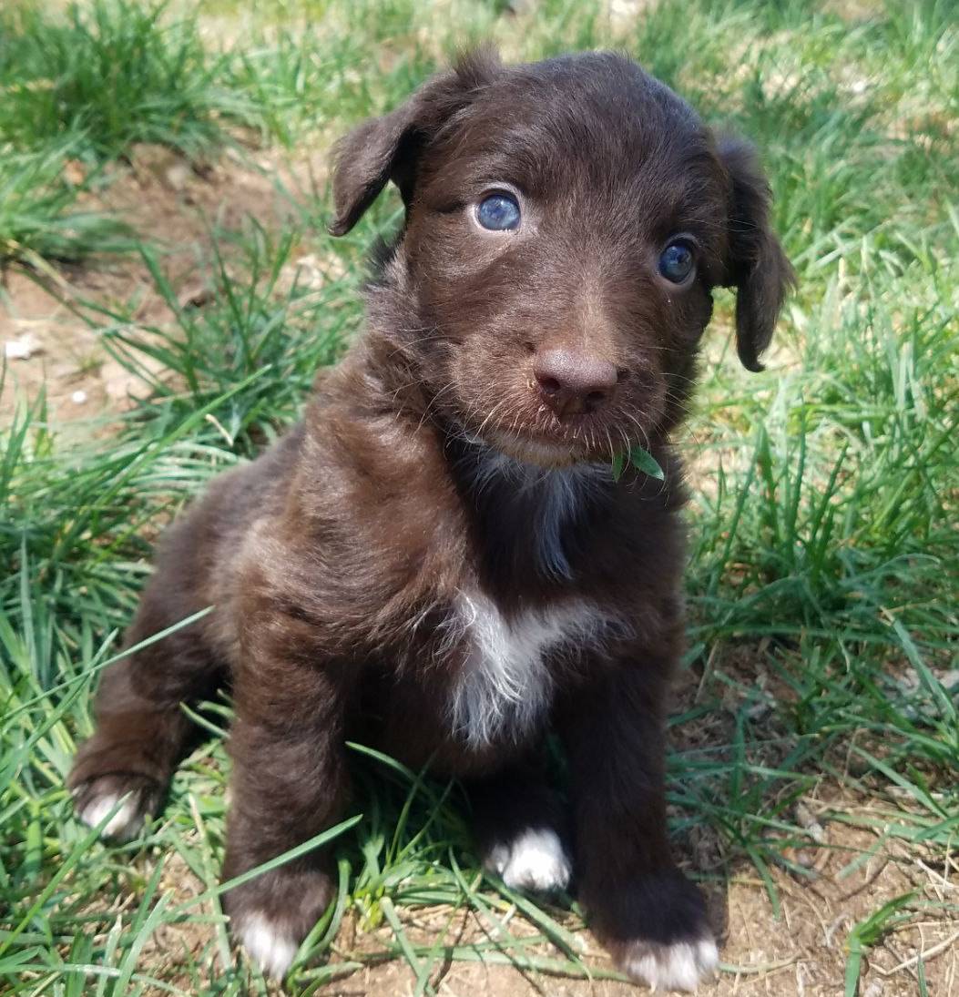 Trigger, a male Bordoodle for sale in Provo, UT – Photo 3 of 9