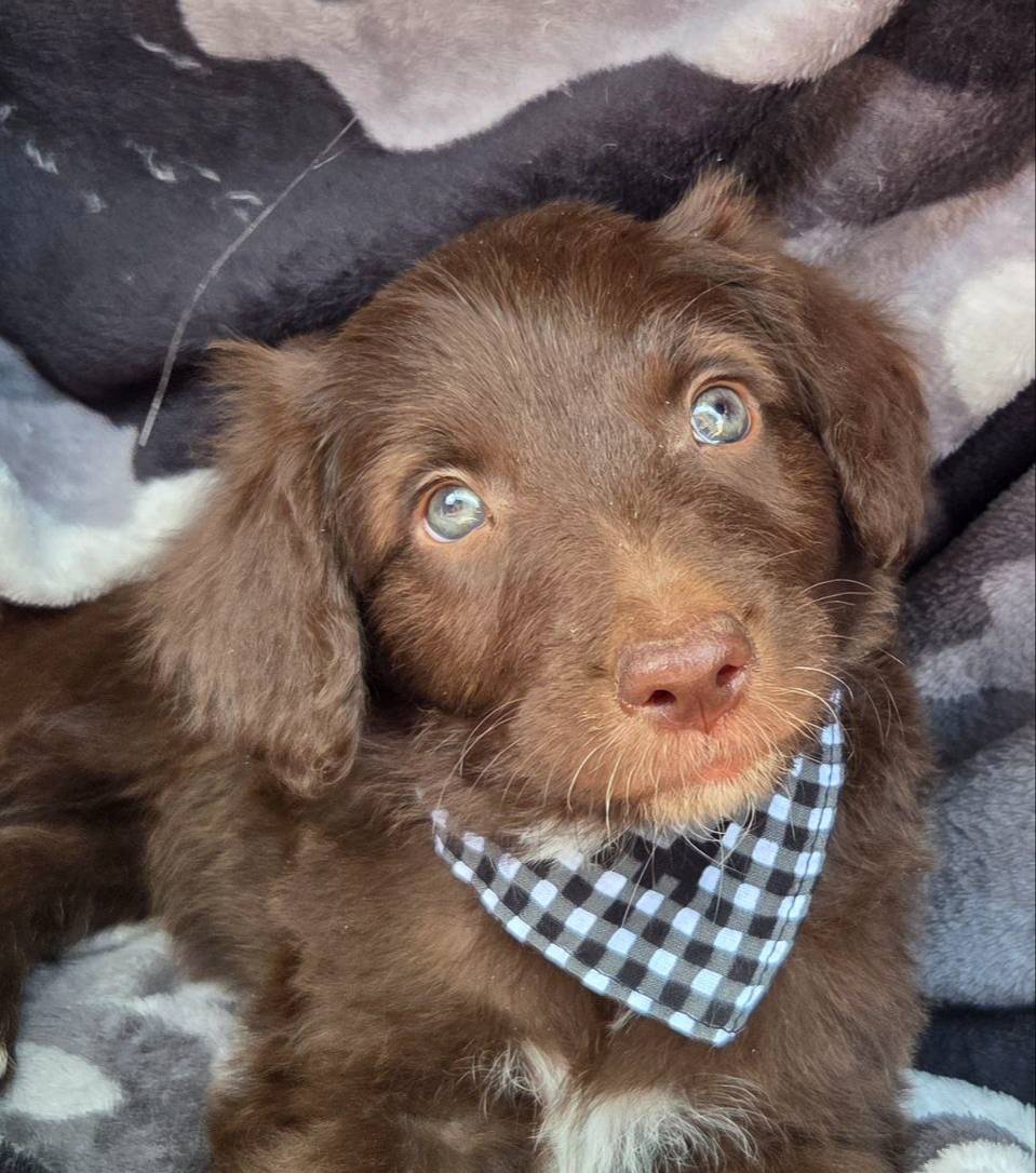 Trigger, a male Bordoodle for sale in Provo, UT – Photo 2 of 9