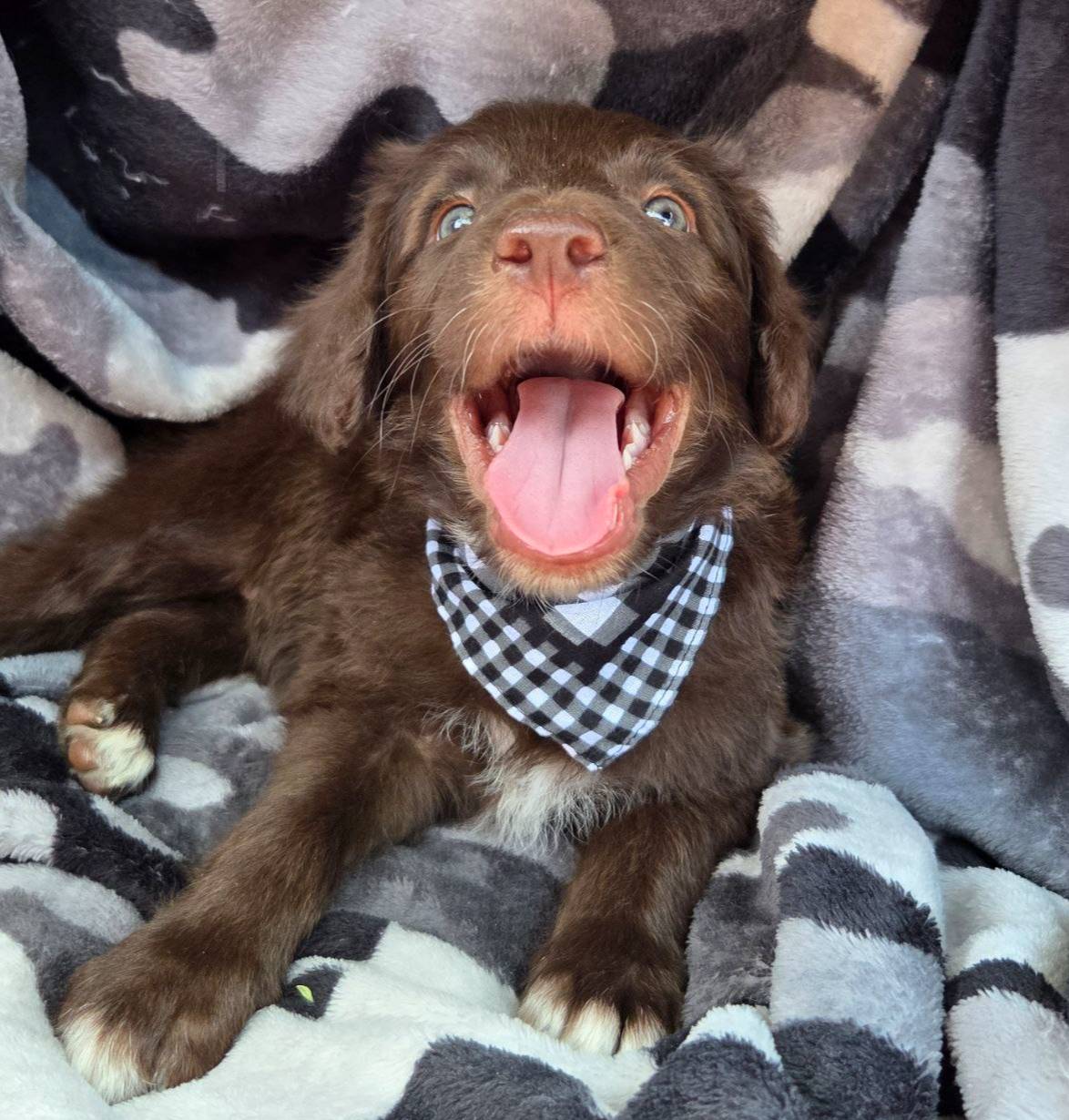 Trigger, a male Bordoodle for sale in Provo, UT – Photo 7 of 9