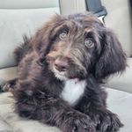 Kanyon, a female Bordoodle for sale in Provo, UT – Photo 6 of 10