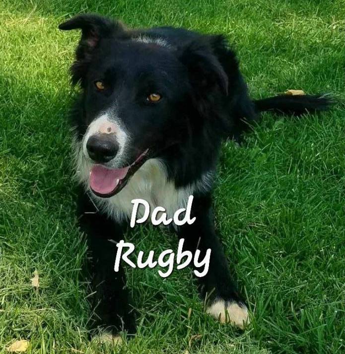 Kanyon, a female Bordoodle for sale in Provo, UT – Photo 10 of 10