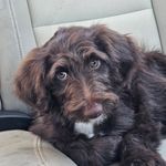 Kanyon, a female Bordoodle for sale in Provo, UT – Photo 3 of 10