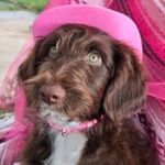 Kanyon, a female Bordoodle for sale in Provo, UT – Photo 4 of 10