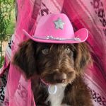 Kanyon, a female Bordoodle for sale in Provo, UT – Photo 7 of 10