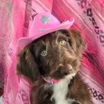 Kanyon, a female Bordoodle for sale in Provo, UT – Photo 1 of 10