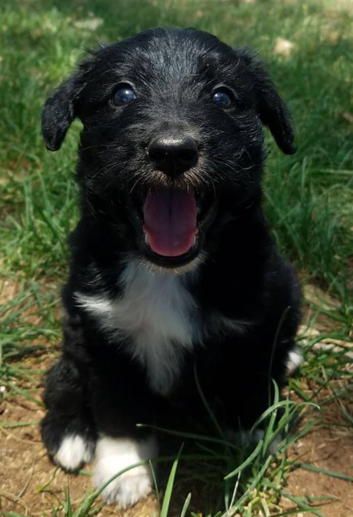 Sierra, a female Bordoodle for sale in Provo, UT – Photo 6 of 8