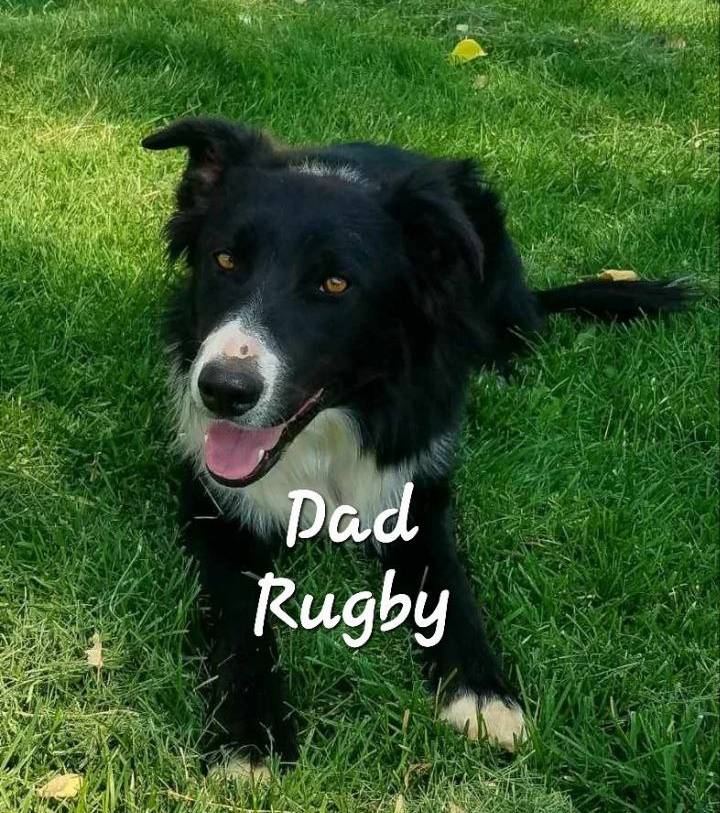 Sierra, a female Bordoodle for sale in Provo, UT – Photo 7 of 8