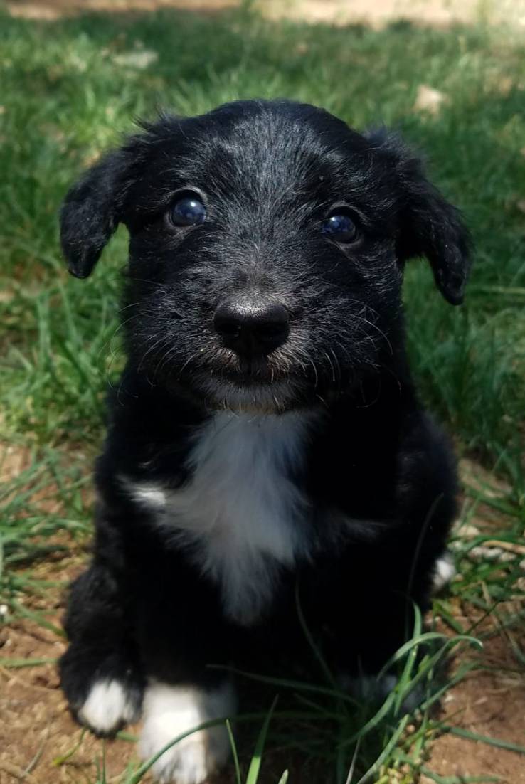 Sierra, a female Bordoodle for sale in Provo, UT – Photo 4 of 8