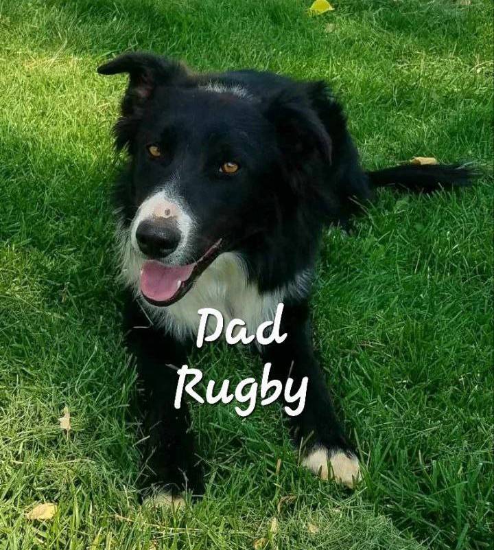 Spur, a male Bordoodle for sale in Provo, UT – Photo 9 of 9